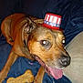 Tootsie Pop joined the competition — help win amazing prizes! animal, blue_blanket, bone_treat, brown_dog, canine, companion, cute, dog, domestic_animal, ears, happy_dog, indoor, patriotic_hat, paw, pet, playful, resting, small_hat, snout, tongue_out