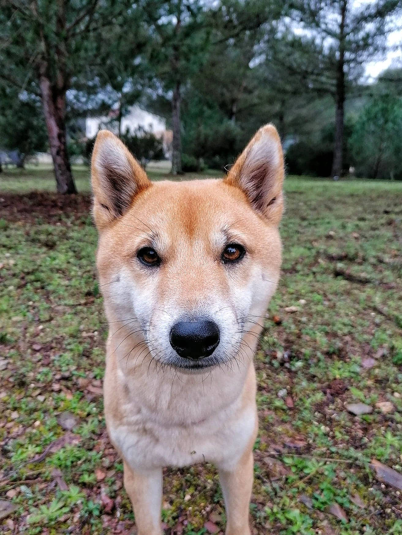 Mali a rejoint le concours — aidez-le/la à gagner de superbes lots ! ancient_dog_breeds, canaan_dog, canidae, carnivore, carolina_dog, dingo, dog, dog_breed, fawn, hokkaido, korean_jindo_dog, mammal, new_guinea_singing_dog, norwegian_buhund, pariah_dog, rare_breed_dog, shiba_inu, shikoku, snout, vertebrate
