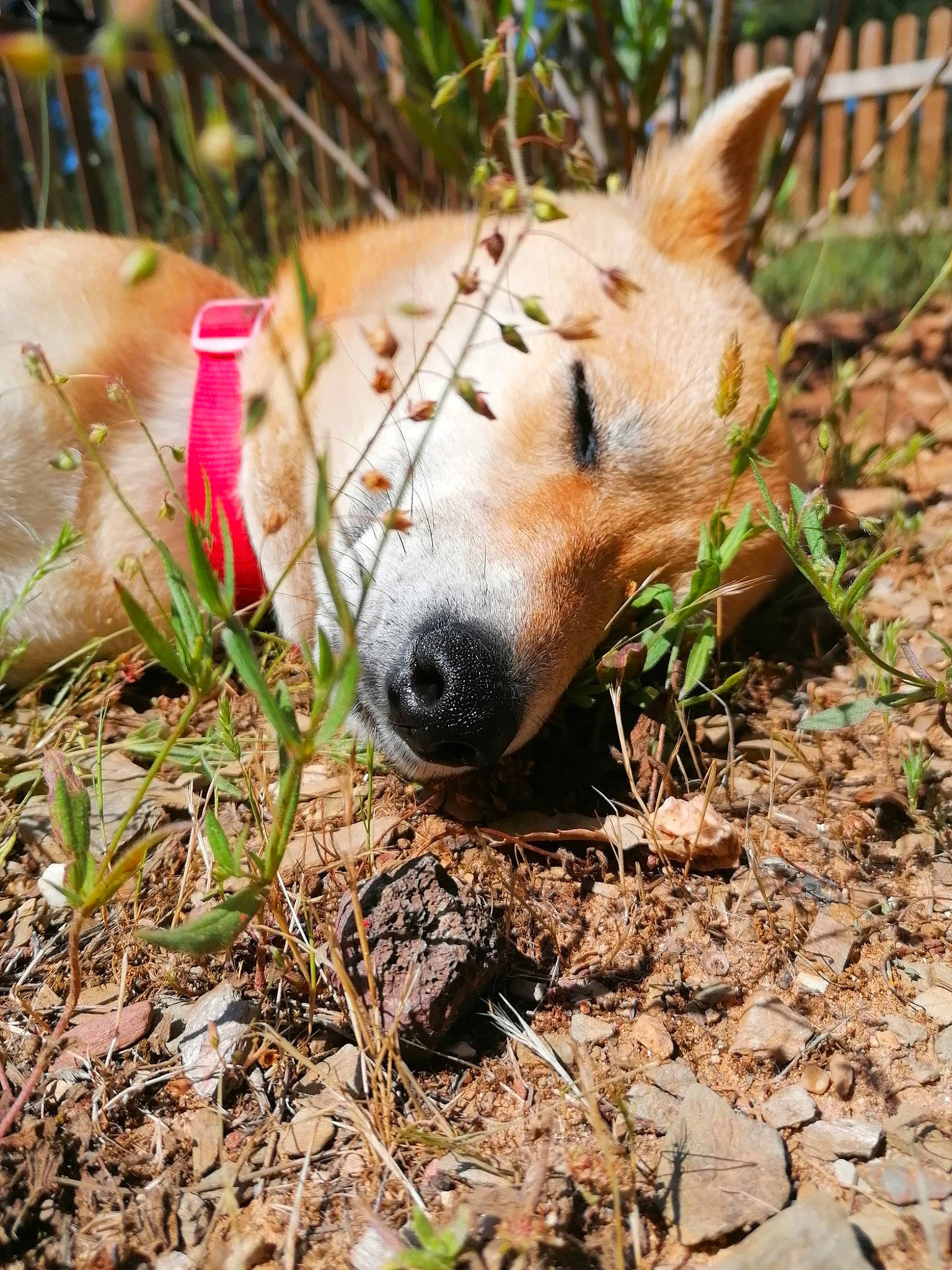 Mali a rejoint le concours — aidez-le/la à gagner de superbes lots ! adaptation, canidae, carnivore, carolina_dog, dog, dog_breed, fawn, grass, mammal, non_sporting_group, nose, plant, snout