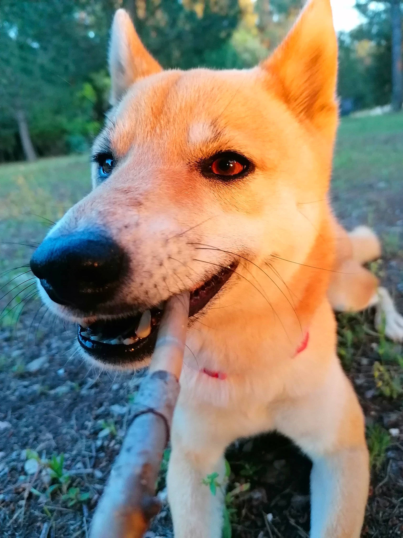 Mali participe au concours pour gagner de l'argent avec cette photo : akita, akita_inu, ancient_dog_breeds, canaan_dog, canidae, carnivore, carolina_dog, dingo, dog, dog_breed, hokkaido, korean_jindo_dog, mammal, non_sporting_group, norwegian_buhund, pariah_dog, rare_breed_dog, shiba_inu, shikoku, vertebrate