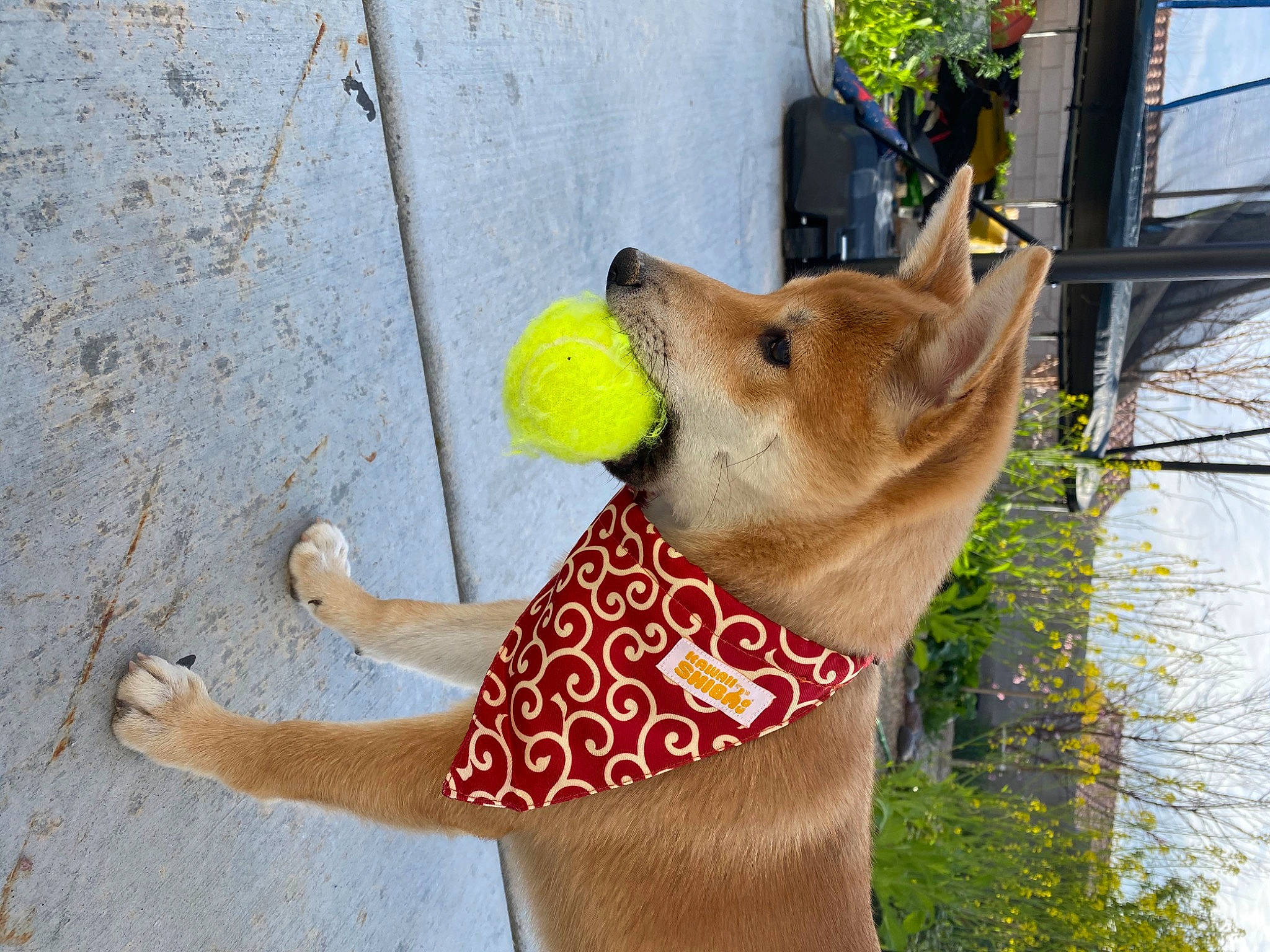 Jet joined the competition — help win amazing prizes! carnivore, collar, companion_dog, dog, dog_breed, dog_supply, fawn, felidae, foot, grass, plant, road_surface, small_to_medium_sized_cats, snout, sporting_group, tail, tree, whiskers, wood, working_animal