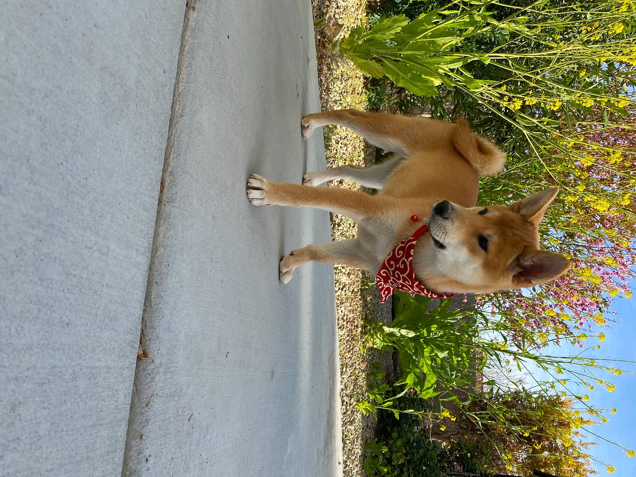 Jet is registered to the contest to win money with this photo: art, canidae, carnivore, companion_dog, dog, dog_breed, door, fawn, grass, plant, road_surface, sky, snout, sporting_group, tail, tree, trunk, twig, wildlife, wood