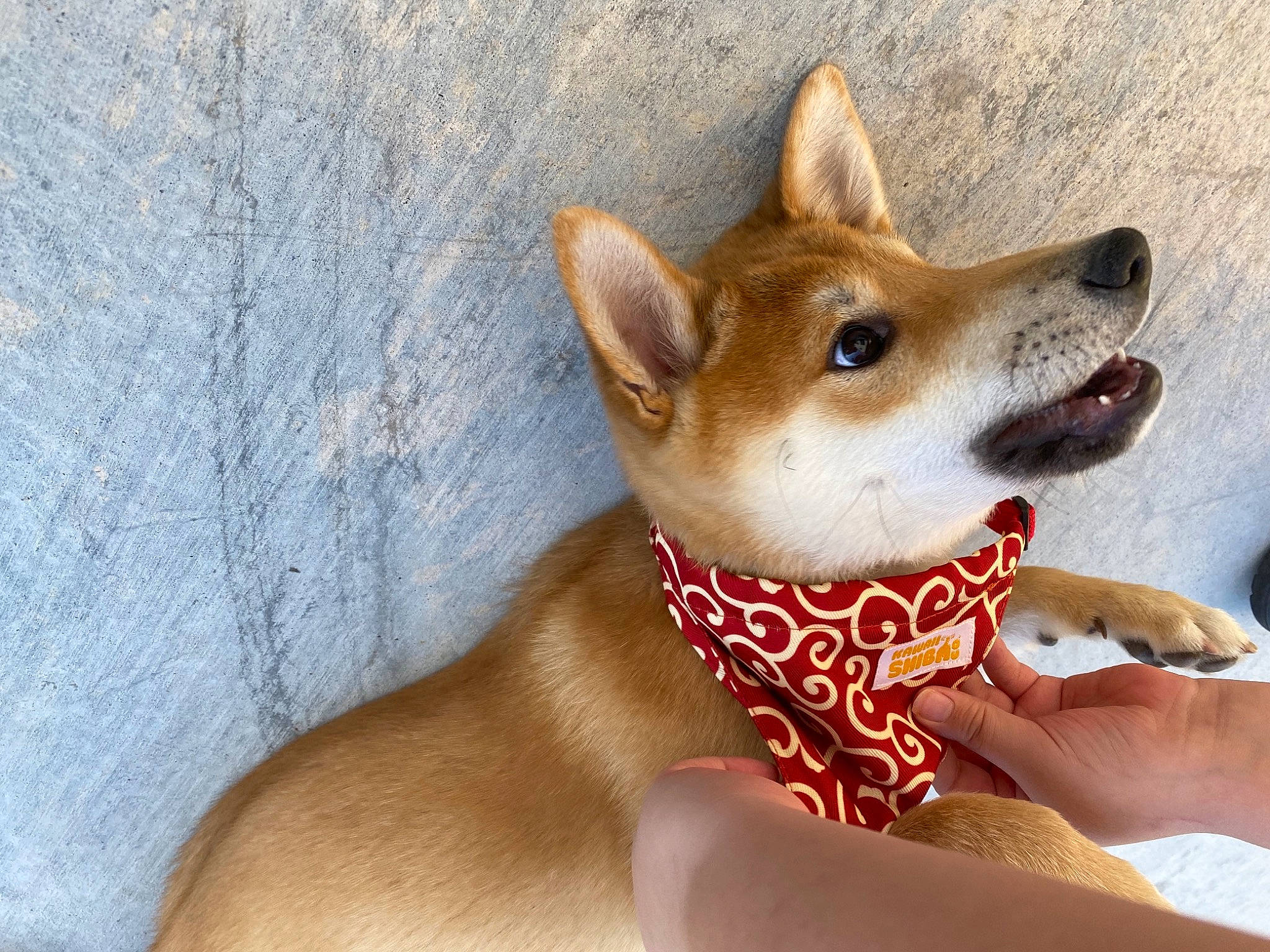 Jet is registered to the contest to win money with this photo: ancient_dog_breeds, canidae, carnivore, companion_dog, corgi_chihuahua, dog, dog_breed, dog_supply, fawn, fur, non_sporting_group, spitz, sporting_group, terrestrial_animal, whiskers, working_animal