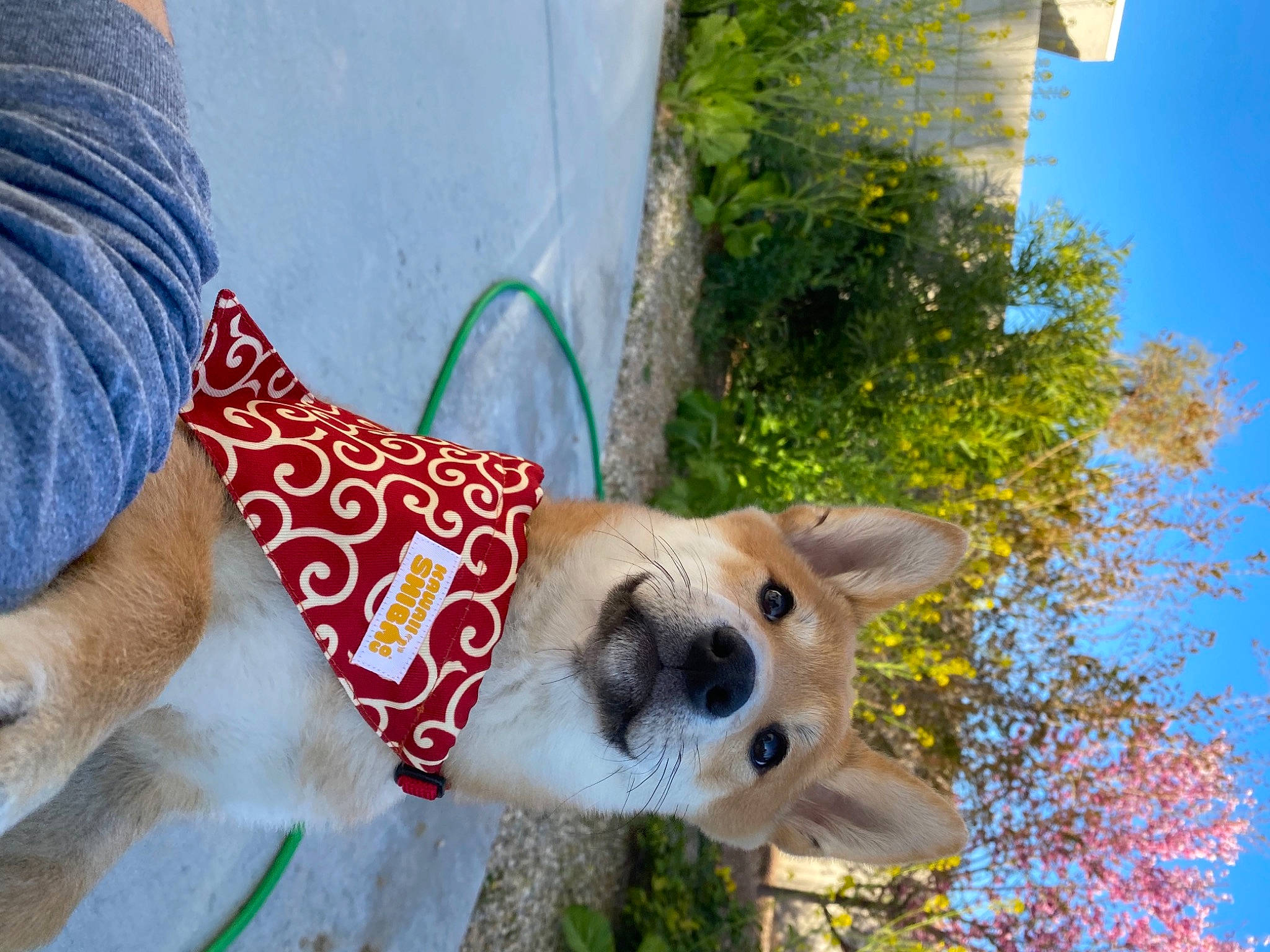 Jet is registered to the contest to win money with this photo: carnivore, companion_dog, dog, dog_breed, dog_supply, eye, eyewear, fashion_accessory, fawn, fur, grass, happy, hat, pattern, plant, sky, snout, sunglasses, toy_dog, tree