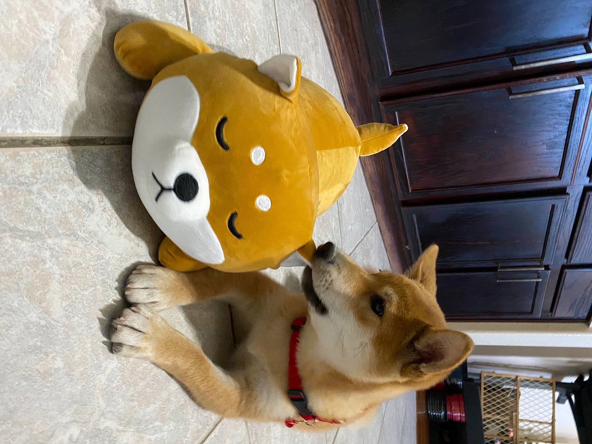 Jet joined the competition — help win amazing prizes! carnivore, collar, companion_dog, dog, dog_breed, dog_supply, fawn, felidae, fur, paw, pet_supply, small_to_medium_sized_cats, snout, stuffed_toy, tail, teddy_bear, toy, whiskers, wood, working_animal