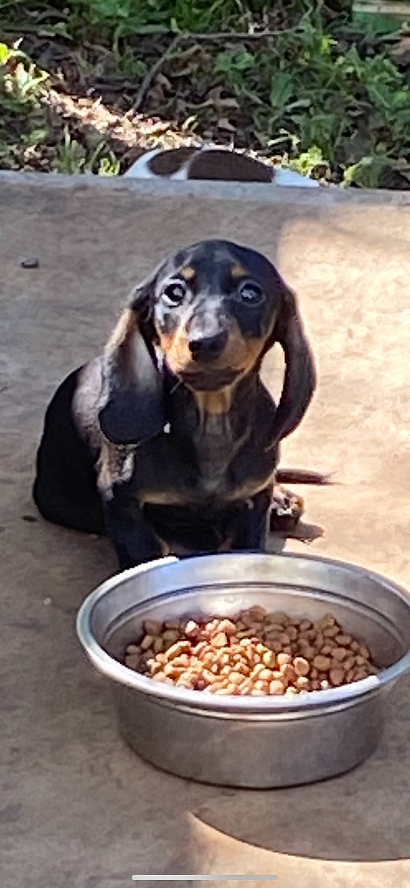 Damon joined the competition — help win amazing prizes! canidae, carnivore, dachshund, dog, dog_breed, fawn, hound, hunting_dog, mammal, snout, vertebrate