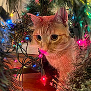 Juno joined the competition — help win amazing prizes! cat, orange_tabby, christmas_tree, holiday_lights, colorful_lights, indoor, curious, pet, festive, decorations, twinkling, cozy, closeup, wooden_floor, whiskers, animal, christmas, tree_branches, string_lights, cute