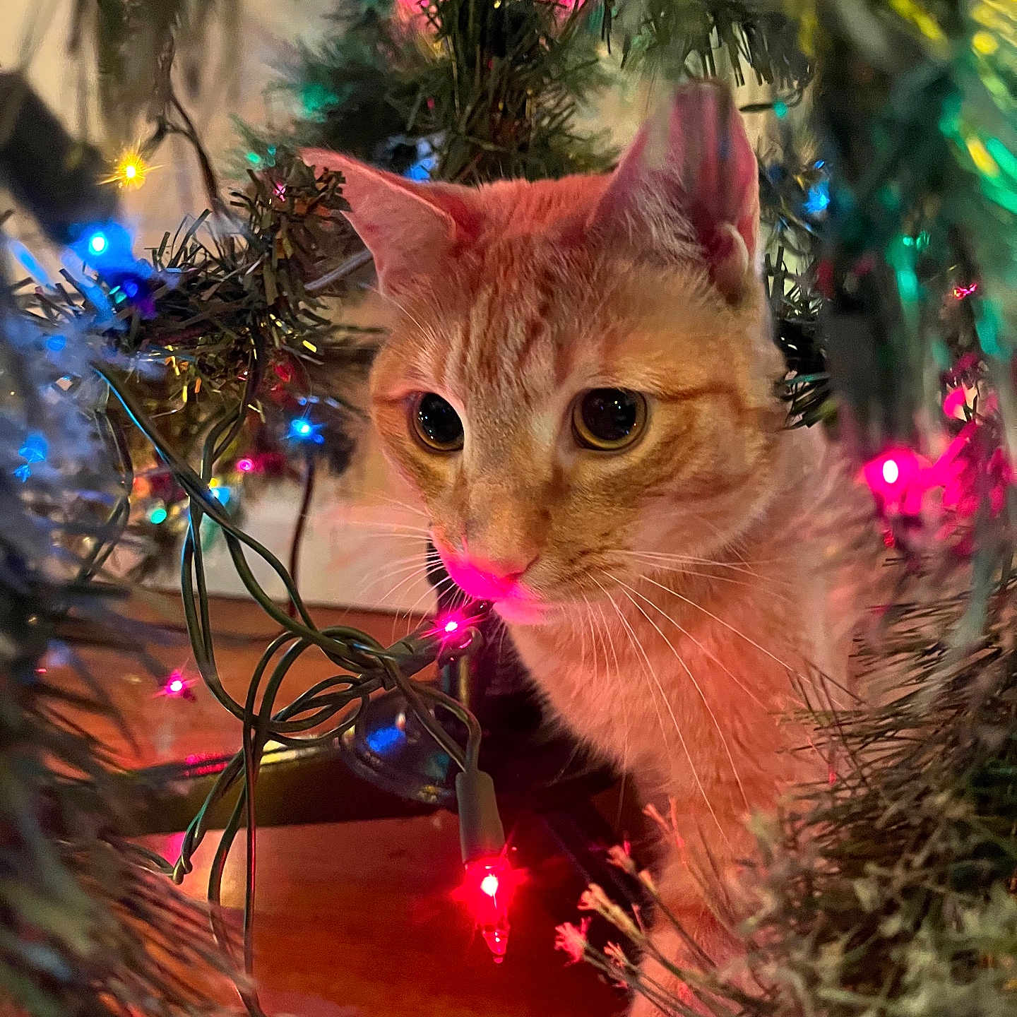 Juno joined the competition — help win amazing prizes! animal, cat, christmas, christmas_tree, closeup, colorful_lights, cozy, curious, cute, decorations, festive, holiday_lights, indoor, orange_tabby, pet, string_lights, tree_branches, twinkling, whiskers, wooden_floor