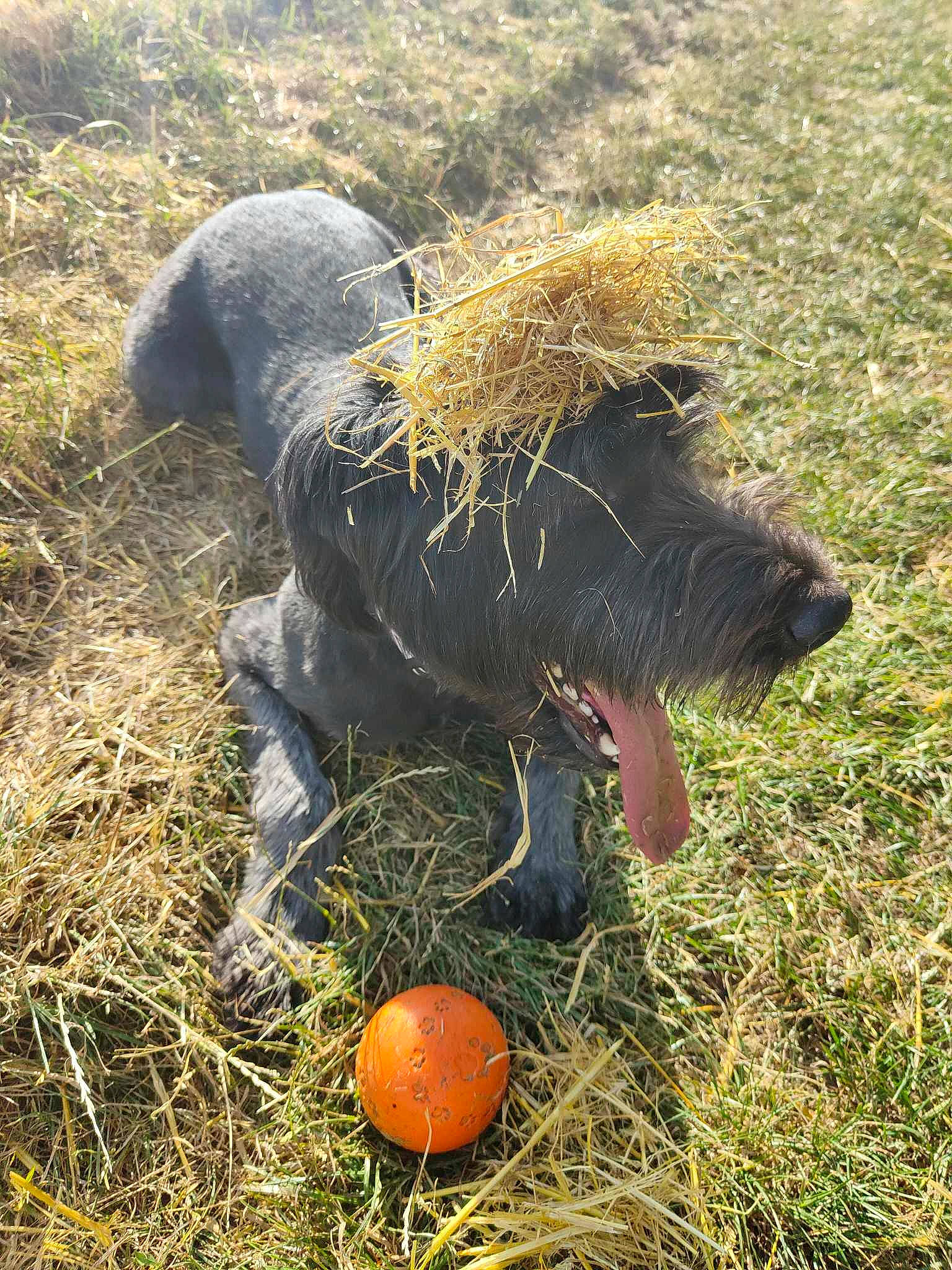 Ringo participe au concours pour gagner de l'argent avec cette photo : agriculture, bovine, canidae, carnivore, dog, dog_breed, grass, grassland, grazing, herding_dog, landscape, livestock, pasture, plant, snout, soil, sporting_group, terrestrial_animal, terrier, working_animal