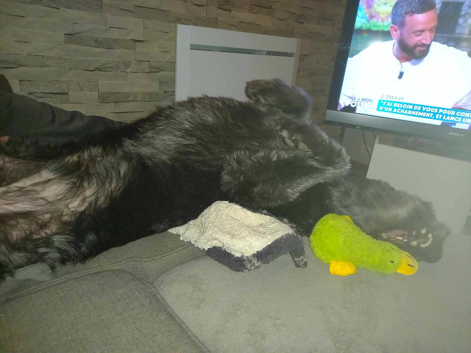 Ringo a rejoint le concours — aidez-le/la à gagner de superbes lots ! amphibian, claw, comfort, companion_dog, dog, dog_breed, felidae, flooring, fur, gadget, mammal, output_device, parrot, paw, plush, small_to_medium_sized_cats, stuffed_toy, tail, toy, vertebrate