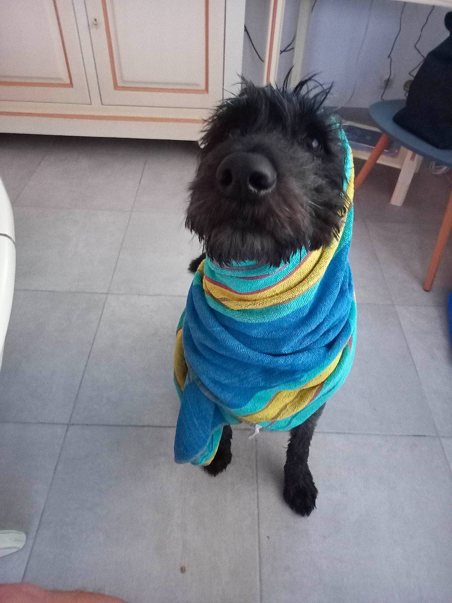 Ringo participe au concours pour gagner de l'argent avec cette photo : canidae, carnivore, companion_dog, dog, dog_breed, dog_clothes, dog_collar, dog_supply, electric_blue, flooring, fur, sleeve, small_terrier, snout, sporting_group, sportswear, t_shirt, tail, terrier, toy_dog