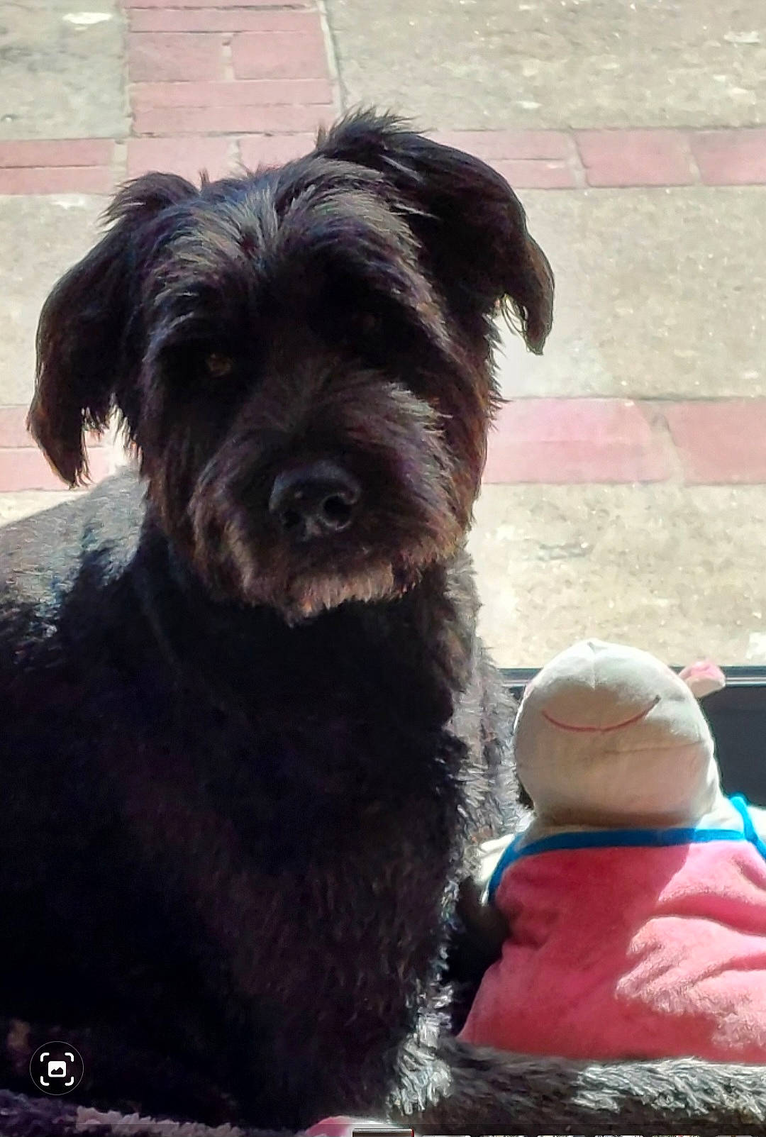 Ringo a rejoint le concours — aidez-le/la à gagner de superbes lots ! baseball_cap, canidae, cap, carnivore, collar, companion_dog, dog, dog_breed, dog_collar, dog_supply, fur, hat, liver, small_terrier, snout, sporting_group, terrier, toy_dog, working_animal, yorkipoo