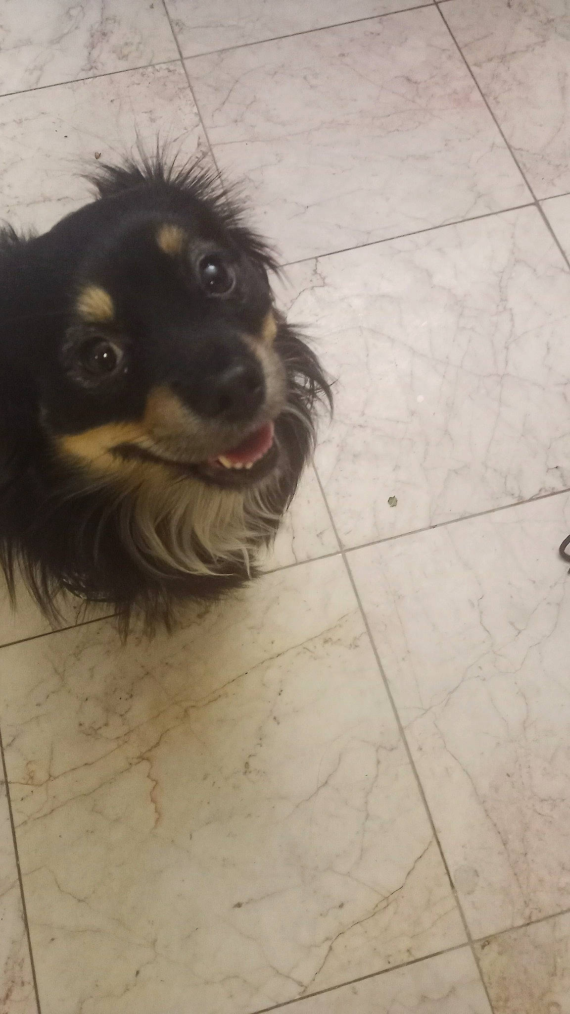 Cooper joined the competition — help win amazing prizes! canidae, carnivore, companion_dog, dog, dog_breed, flooring, fur, herding_dog, paw, puppy, road_surface, snout, spaniel, sporting_group, street_dog, tile_flooring, toy_dog, whiskers, working_animal, working_dog