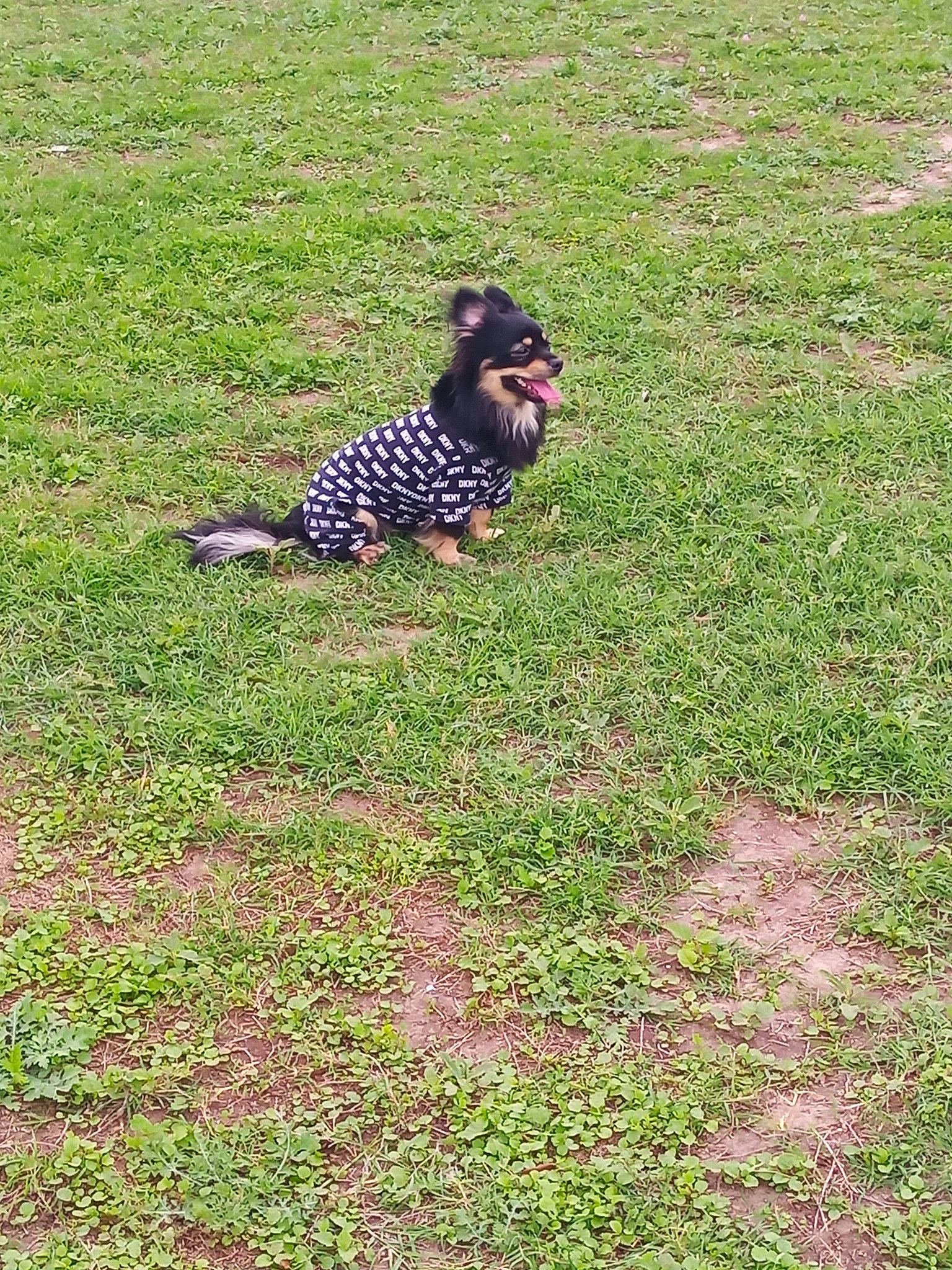 Cooper joined the competition — help win amazing prizes! fawn, felidae, field, grass, grassland, groundcover, happy, landscape, meadow, natural_landscape, pasture, pattern, people_in_nature, plant, prairie, soil, sporting_group, sunglasses, terrestrial_animal, tree