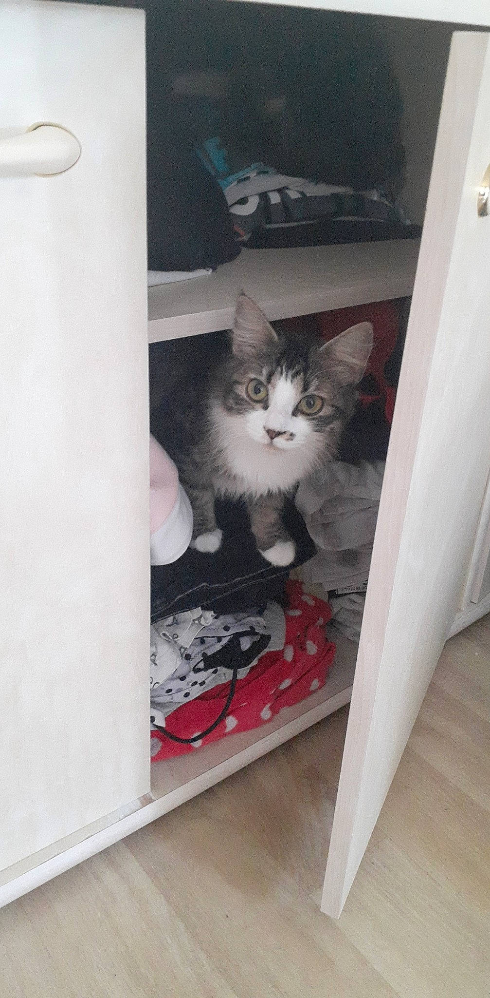 Pitchoune participe au concours pour gagner de l'argent avec cette photo : box, carnivore, cat, cat_supply, domestic_short_haired_cat, door, felidae, flooring, grey, hardwood, room, shelf, shelving, small_to_medium_sized_cats, stairs, tail, tire, whiskers, window, wood