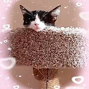 Jack Black is registered to the contest to win money with this photo: adorable, animal, black_and_white, cat, cat_tree, close_up, cozy, cute, ears, feline, fluffy, heart_shapes, indoor, peeking, pet, pink_filter, relaxed, soft_texture, sparkles, whiskers
