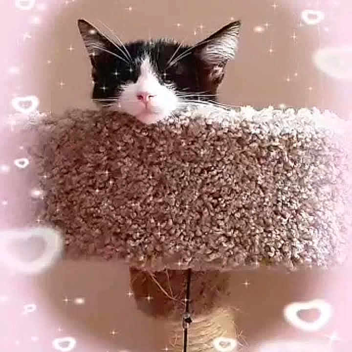 Jack Black is registered to the contest to win money with this photo: adorable, animal, black_and_white, cat, cat_tree, close_up, cozy, cute, ears, feline, fluffy, heart_shapes, indoor, peeking, pet, pink_filter, relaxed, soft_texture, sparkles, whiskers