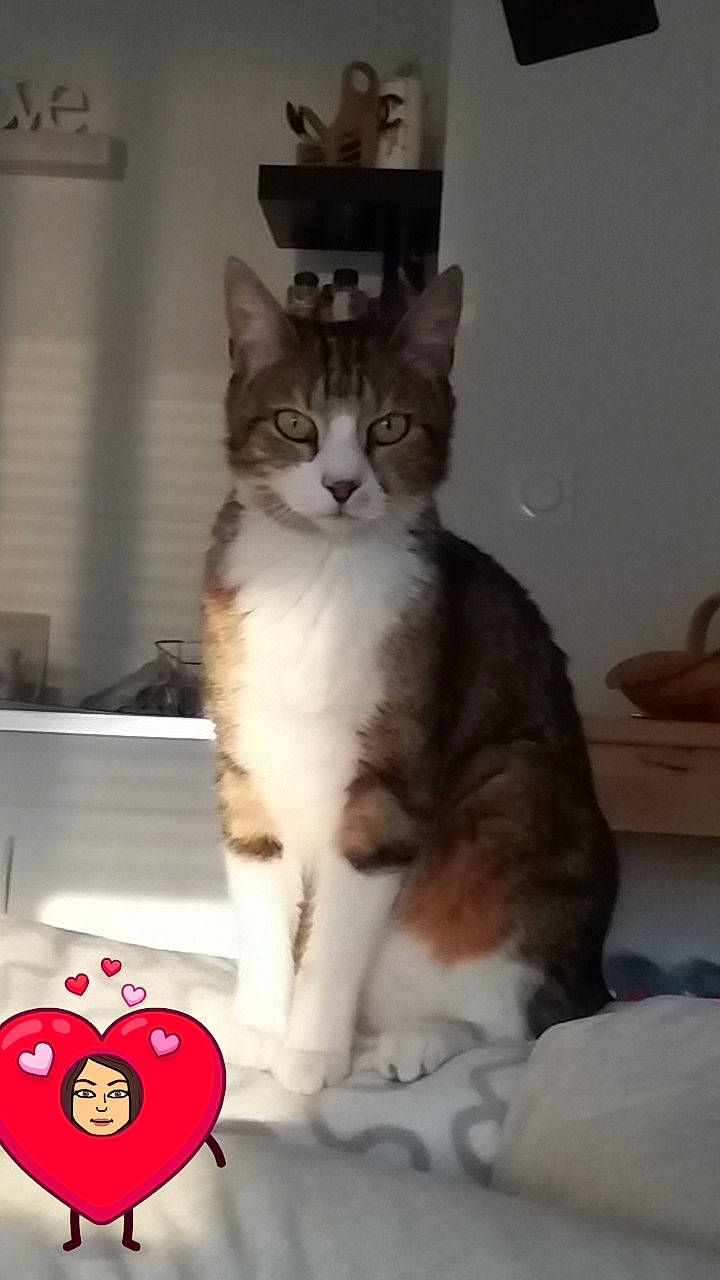 Tika participe au concours pour gagner de l'argent avec cette photo : aegean_cat, american_wirehair, asian, carnivore, cat, domestic_short_haired_cat, european_shorthair, fawn, felidae, kitten, maine_coon, mammal, norwegian_forest_cat, photo_caption, polydactyl_cat, small_to_medium_sized_cats, tail, whiskers