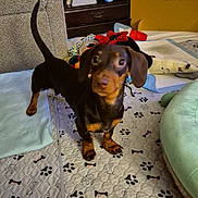 Rolo joined the competition — help win amazing prizes! dog, puppy, dachshund, indoor, blanket, toy, mat, paw_print, furniture, shelf, bottle, couch, carpet, pet, cute, animal, brown, small_dog, floor, tail