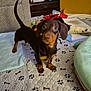 dog, puppy, dachshund, indoor, blanket, toy, mat, paw_print, furniture, shelf, bottle, couch, carpet, pet, cute, animal, brown, small_dog, floor, tail
