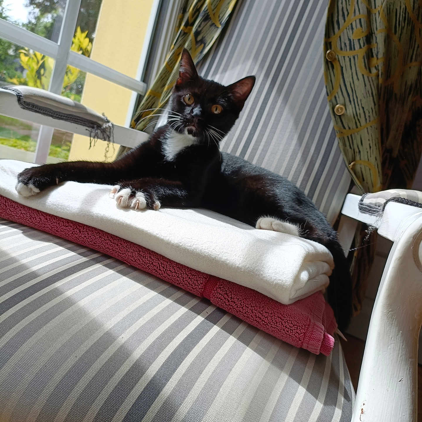 Salem participe au concours pour gagner de l'argent avec cette photo : abyssinian, animal, architecture, armchair, building, cat, chair, couch, cushion, furniture, homedecor, indoors, interiordesign, kitten, linen, livingroom, manx, pet, room, window