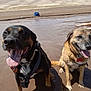 D.d. And Amistad joined the competition — help win amazing prizes! dog, dogs, sand, beach, water, tongue_out, happy, outdoor, sunny, desert, dunes, blue_bag, pet, animal, canine, sitting, collar, leash, nature, playing