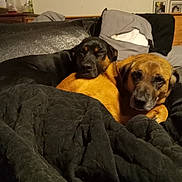 D.d. And Amistad joined the competition — help win amazing prizes! dog, couch, blanket, indoor, pet, snuggling, black_dog, brown_dog, fur, sleepy, cozy, resting, home, furniture, pillow, portrait, animal, companion, relaxation, domestic
