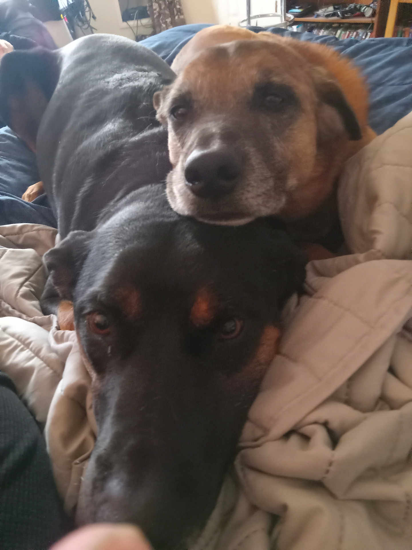 D.d. And Amistad joined the competition — help win amazing prizes! dog, pets, bed, blanket, cozy, snuggling, animal, brown_dog, black_dog, indoor, resting, close_up, friendship, companion, fur, cute, relaxing, canine, domestic, comfort