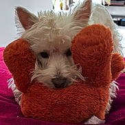 Abee a rejoint le concours — aidez-le/la à gagner de superbes lots ! animal, bed, blanket, close_up, cozy, cute, dog, ears, fur, indoor, mammal, nose, orange_toy, pet, plush_toy, portrait, resting, soft, toy, white_dog