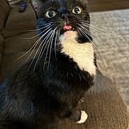 Jazi joined the competition — help win amazing prizes! cat, tuxedo_cat, black_and_white, whiskers, tongue_out, chair, couch, striped_pillow, remote_control, indoor, pet, curious, wide_eyes, feline, home, cozy, fur, sitting, close_up, domestic_animal