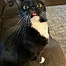 cat, tuxedo_cat, black_and_white, whiskers, tongue_out, chair, couch, striped_pillow, remote_control, indoor, pet, curious, wide_eyes, feline, home, cozy, fur, sitting, close_up, domestic_animal
