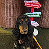Vegas participe au concours pour gagner de l'argent avec cette photo : dog, black_and_tan, long_fur, leash, outdoor, sign, north_pole, wicker_basket, curious, sitting, festive, holiday, decoration, ground, rope, animal, pet, portrait, winter, cute