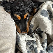 Vegas a rejoint le concours — aidez-le/la à gagner de superbes lots ! dog, pet, blanket, couch, cozy, fur, black_and_tan, relaxed, indoors, comfort, snuggled, animal, companion, soft, cute, resting, warm, fur_texture, expression, canine