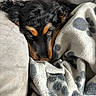 dog, pet, blanket, couch, cozy, fur, black_and_tan, relaxed, indoors, comfort, snuggled, animal, companion, soft, cute, resting, warm, fur_texture, expression, canine
