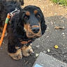 dog, leash, park, grass, dirt, bench, bottle, outdoor, pet, black, tan, fur, eyes, looking_up, animal, canine, walking, daylight, nature, cute
