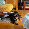 Vegas a rejoint le concours — aidez-le/la à gagner de superbes lots ! dog, black_and_tan, lying_down, rug, chair, yellow_chair, wood_floor, wood_furniture, living_room, decor, pet, indoor, curious, calm, fur, animal, home, cozy, leash, resting