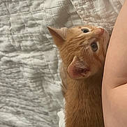 Alex is registered to the contest to win money with this photo: animal, bed, blanket, cat, closeup, cozy, curious, cute, fur, indoor, kitten, orange_cat, person_arm, pet, quilt, resting, small, soft, white, young_cat