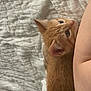 animal, bed, blanket, cat, closeup, cozy, curious, cute, fur, indoor, kitten, orange_cat, person_arm, pet, quilt, resting, small, soft, white, young_cat