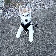 Zeiko a rejoint le concours — aidez-le/la à gagner de superbes lots ! dog, puppy, husky, heterochromia, leash, harness, jumping, outdoor, path, pavement, frost, leaf_litter, grass, animal, pet, young, playful, canine, winter, nature