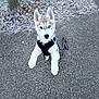 dog, puppy, husky, heterochromia, leash, harness, jumping, outdoor, path, pavement, frost, leaf_litter, grass, animal, pet, young, playful, canine, winter, nature