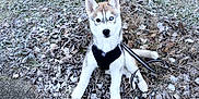 Zeiko participe au concours pour gagner de l'argent avec cette photo : puppy, dog, husky, leash, harness, outdoor, frost, leaves, wooden_post, sitting, animal, pet, winter, nature, cute, young_dog, ground, fur, canine, alert