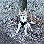 puppy, dog, husky, leash, harness, outdoor, frost, leaves, wooden_post, sitting, animal, pet, winter, nature, cute, young_dog, ground, fur, canine, alert