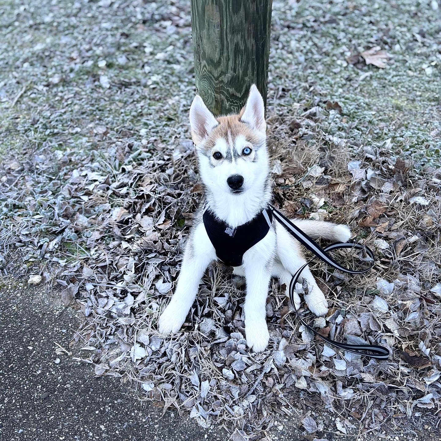 Zeiko participe au concours pour gagner de l'argent avec cette photo : alert, animal, canine, cute, dog, frost, fur, ground, harness, husky, leash, leaves, nature, outdoor, pet, puppy, sitting, winter, wooden_post, young_dog