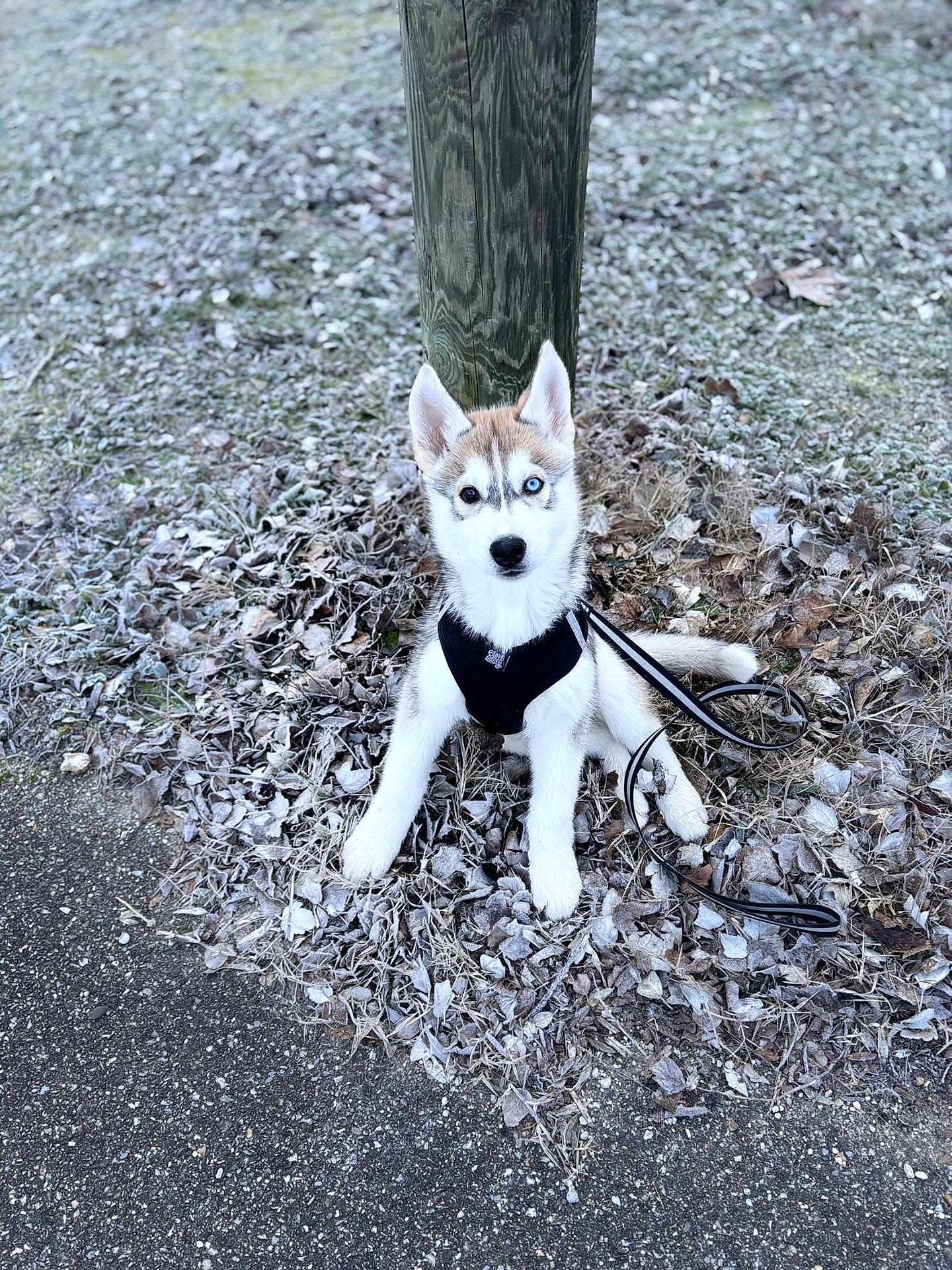 Zeiko participe au concours pour gagner de l'argent avec cette photo : puppy, dog, husky, leash, harness, outdoor, frost, leaves, wooden_post, sitting, animal, pet, winter, nature, cute, young_dog, ground, fur, canine, alert