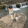 Zeiko participe au concours pour gagner de l'argent avec cette photo : dog, puppy, husky, waterfall, stone, leash, outdoor, nature, river, water, trees, animal, pet, young, sitting, fur, ears, eyes, calm, landscape