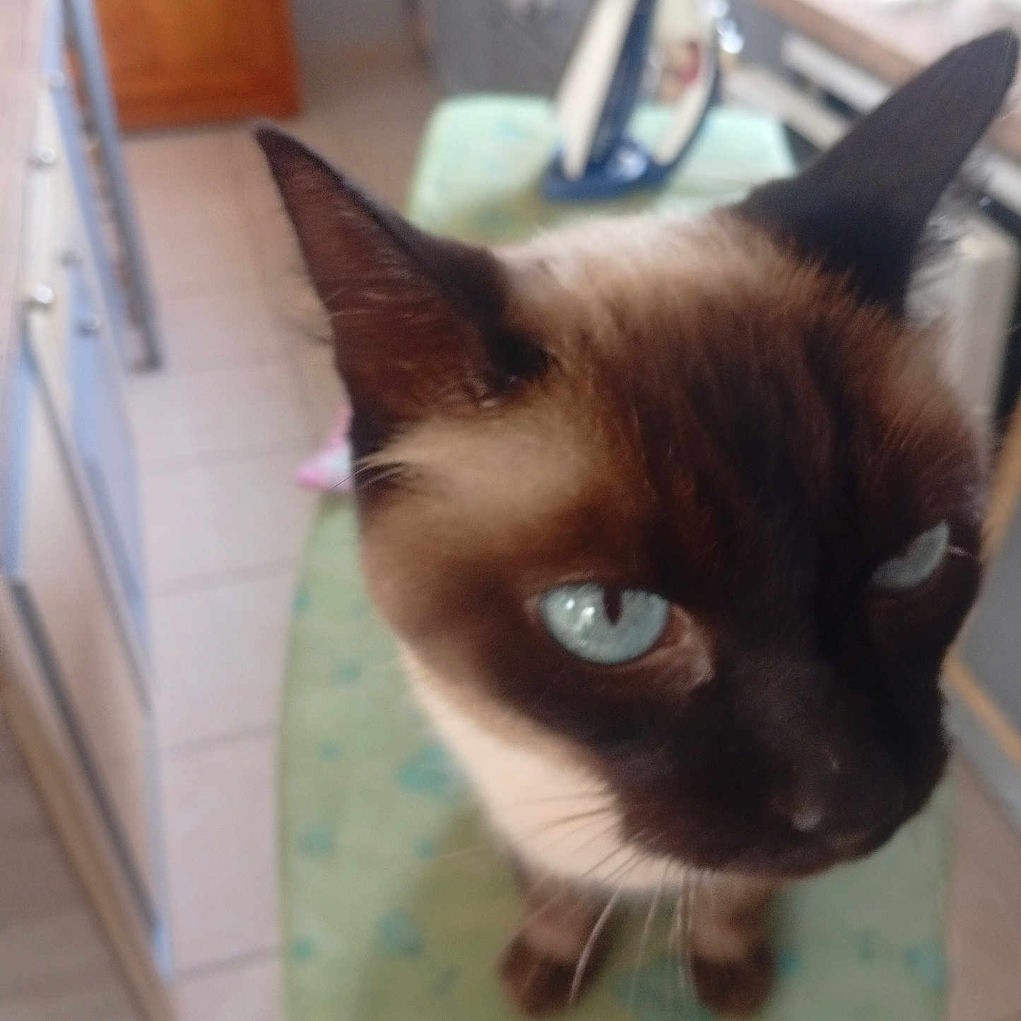 Smoky participe au concours pour gagner de l'argent avec cette photo : cat, siamese_cat, blue_eyes, pet, animal, feline, portrait, close_up, whiskers, ears, fur, brown_fur, dark_face, indoors, kitchen, countertop, chair, home, curious, photography