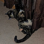 Mystique is registered to the contest to win money with this photo: cat, curtains, carpet, indoor, pet, animal, stretching, playful, fur, tail, paws, eyes, brown, black, tabby, hiding, curious, home, cozy, relaxed