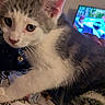 kitten, cat, pet, indoor, close_up, whiskers, collar, bell, curious, feline, animal, bed, blanket, television, screen, soft_light, cute, young, fur, domestic