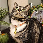 Luna is registered to the contest to win money with this photo: cat, tabby, green_eyes, collar, bells, indoor, home_decor, plant, fern, pumpkin, table, curious, pet, feline, whiskers, striped, domestic_animal, looking_up, close_up, cozy