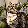 cat, tabby, green_eyes, collar, bells, indoor, home_decor, plant, fern, pumpkin, table, curious, pet, feline, whiskers, striped, domestic_animal, looking_up, close_up, cozy
